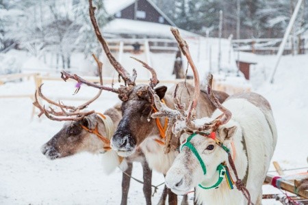 Polární expres: Helsinki → Rovaniemi - 8