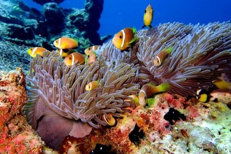 Maldivy Severný Atol Male Eri Maldives (Ex.