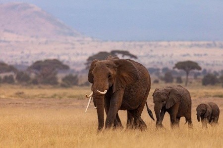 Szilveszteri Szafari Kenyában