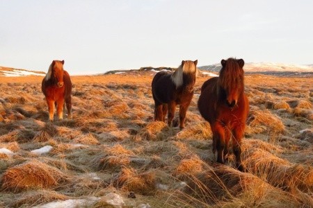 Island - za polární září, přírodou a poznáváním - 27