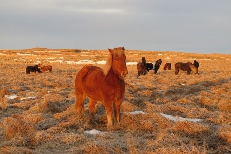 Island - za polární září, přírodou a poznáváním - 43