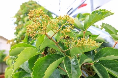 Apartmány 3298-5205 - 76