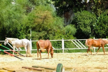 The Orangers Beach Resort & Bungalows - 5