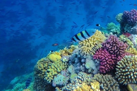 Kempinski Soma Bay - 33