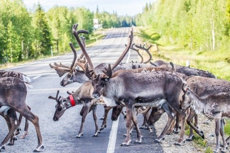 Polární expres: Helsinki → Rovaniemi - 3