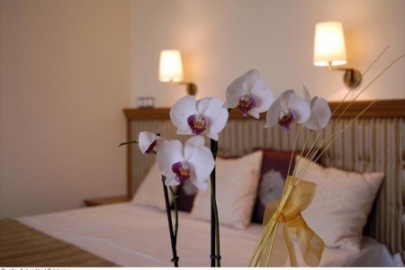 Wellness Aphrodite - 4