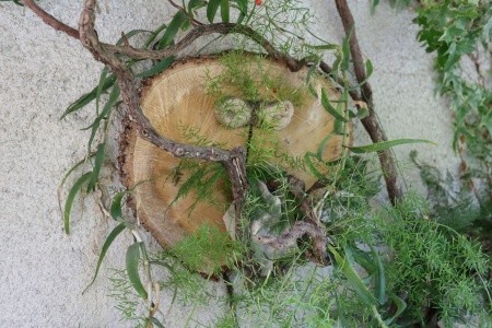 Apartmány 3298-2213 - 16