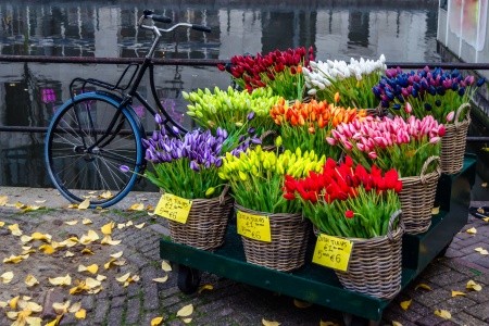 4-dňový letecký zájazd do Amsterdamu - 8