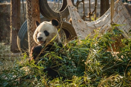Čínská odysea – Peking, terakotová armáda a Květinová hora - 19