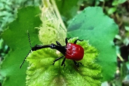 Madagaskar - to nej z jižní a západní části ostrova - 13