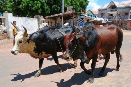 Madagaskar - to nej z jižní a západní části ostrova - 14