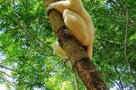 Madagaskar - to nej z jižní a západní části ostrova - 15