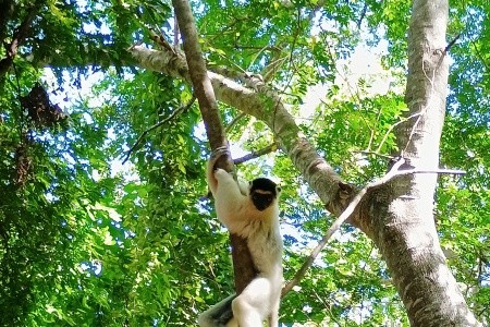 Madagaskar - to nej z jižní a západní části ostrova - 16