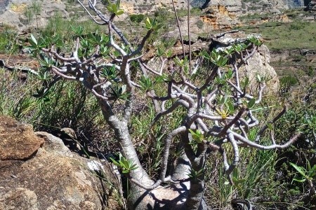Madagaskar - to nej z jižní a západní části ostrova - 17