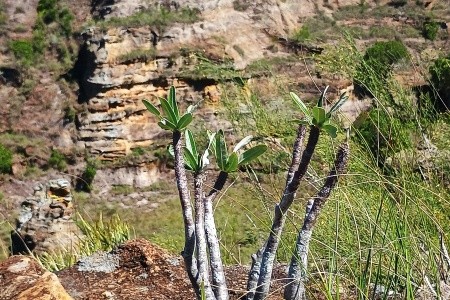 Madagaskar - to nej z jižní a západní části ostrova - 21
