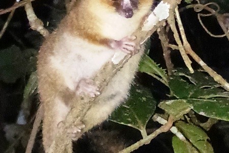 Madagaskar - to nej z jižní a západní části ostrova - 27