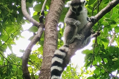 Madagaskar - to nej z jižní a západní části ostrova - 28