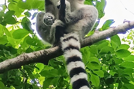 Madagaskar - to nej z jižní a západní části ostrova - 29