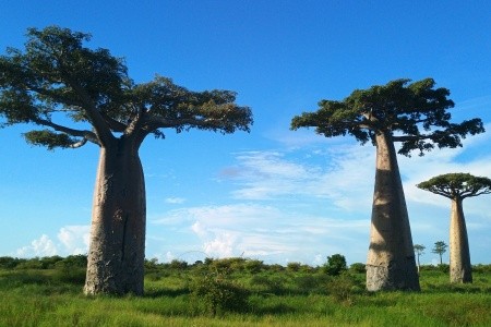 Madagaskar - to nej z jižní a západní části ostrova - 39