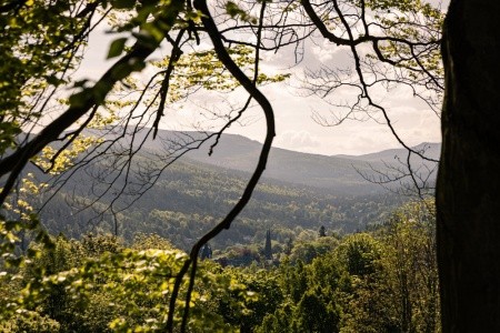 Forest Park Resort & Spa - 34