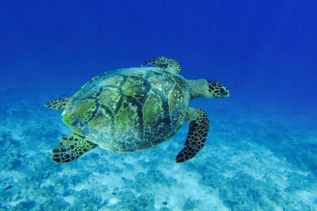 Maldivy  Drift Thelu Veliga Retreat (Theluveligaa) 14 dňový pobyt Plná penzia Letecky Letisko: Praha October 2026 ( 6/10/26-19/10/26)