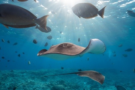 Maldivy Severný Atol Male Villa Nautica Resort (Ex.