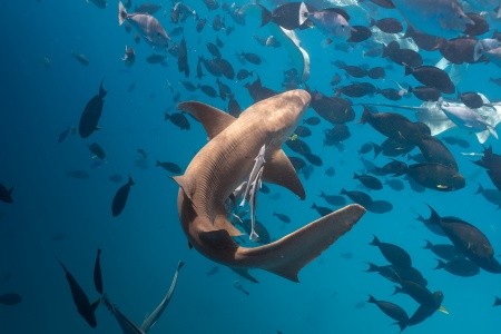 Maldivy Severný Atol Male Villa Nautica Resort (Ex.