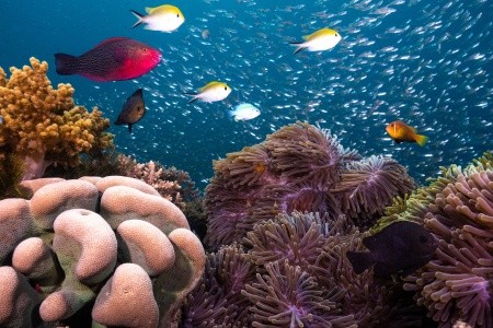 Maldivy  Anantara Kihavah Villas 11 dňový pobyt Raňajky Letecky Letisko: Praha May 2026 (22/05/26- 1/06/26)