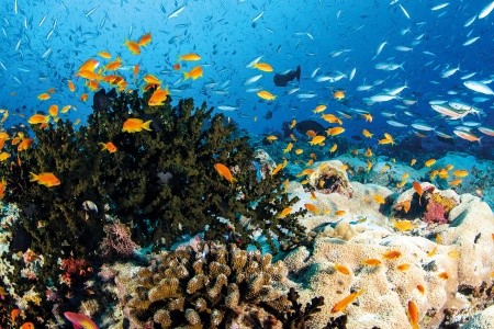 Maldivy  Anantara Kihavah Villas 11 dňový pobyt Raňajky Letecky Letisko: Praha May 2026 (22/05/26- 1/06/26)