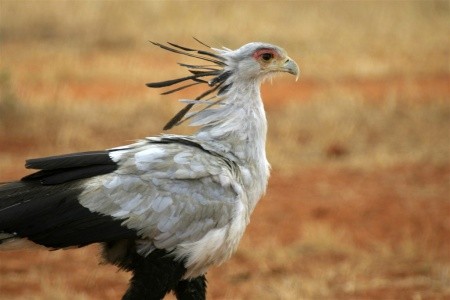 Ve stínu Kilimanjara - Dovolená na safari v Keni a pobyt u moře s s českým průvodcem - 6