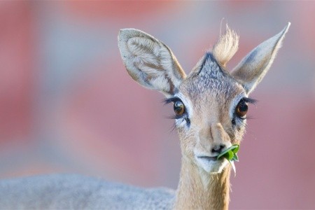 Ve stínu Kilimanjara - Dovolená na safari v Keni a pobyt u moře s s českým průvodcem - 9