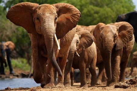 Ve stínu Kilimanjara - Dovolená na safari v Keni a pobyt u moře s s českým průvodcem - 11
