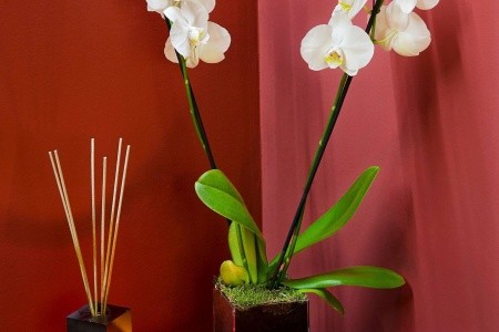 Melia Costa Del Sol - 216