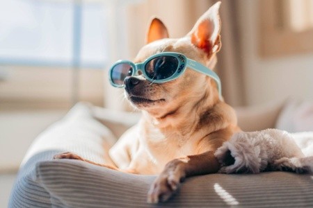 Sol Fuerteventura Jandia - All Suites - 161