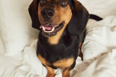 Zel Costa Brava (Ex Arenas Resort Giverola) - 247