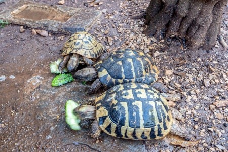 Apartmány 3298-2083 - 15