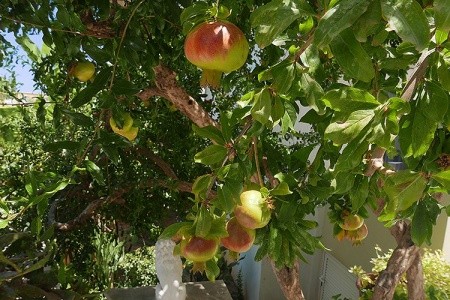 Bali Dorian Apartments - 28