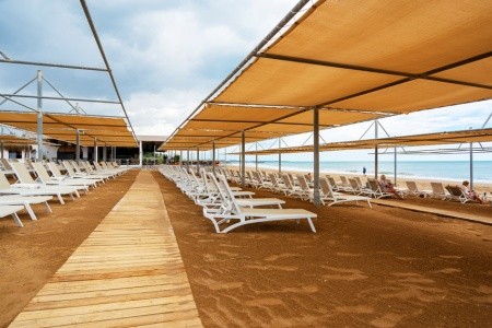 Seashell Vega (Ex. Crown Sunshine) - 37