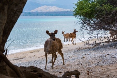 Nusabay Menjangan By Whm (Menjangan) - 8