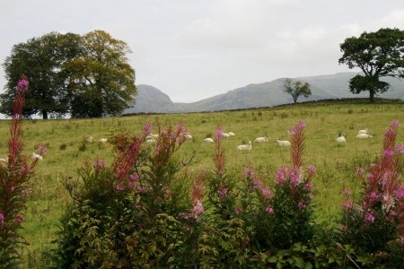 West Highland Way - 76