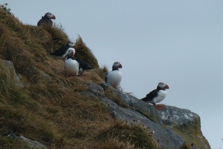 Island - mezi ledovci, sopkami a horkými prameny - 25