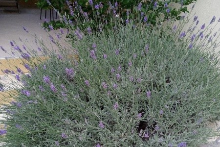 Apartmány 3298-7414 - 6