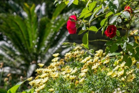 Apartmány 3298N-7716 - 66