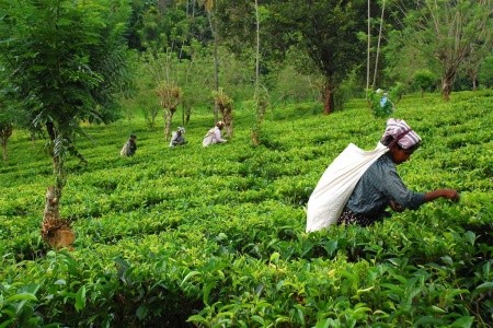 Srí Lanka – ostrov nekonečných zážitkov - 9