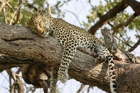 Srí Lanka – ostrov nekonečných zážitkov - 17