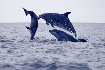 AZORY - Sao Miguel - Terceira 2026 - 2