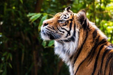 Tigris És Nagyvad Szafari