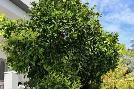 Apartmány 3298-2269 - 41