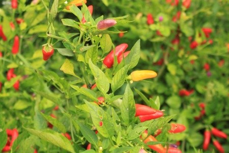 Apartmány 3298-2033 - 43