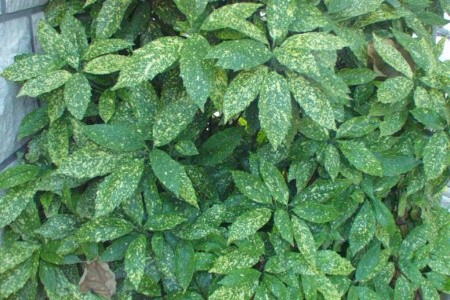 Apartmány 3298-195 - 6